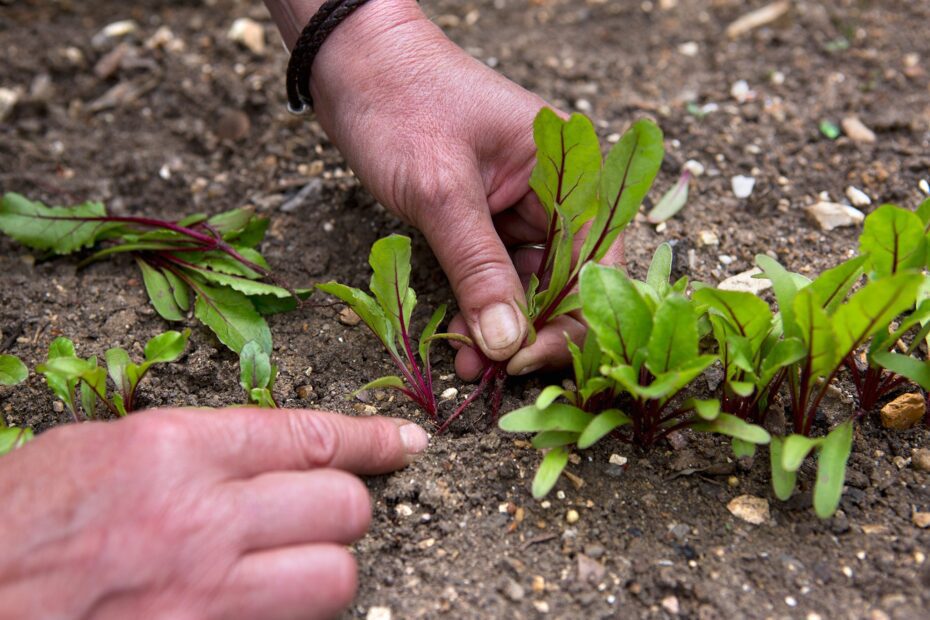 Como Plantar Beterraba Saiba Os Passos E Cuidados Artigos H