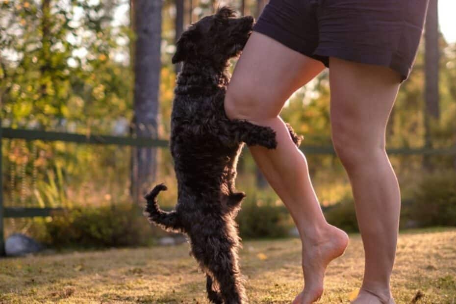 Por que o cachorro monta na perna das pessoas? Entenda!