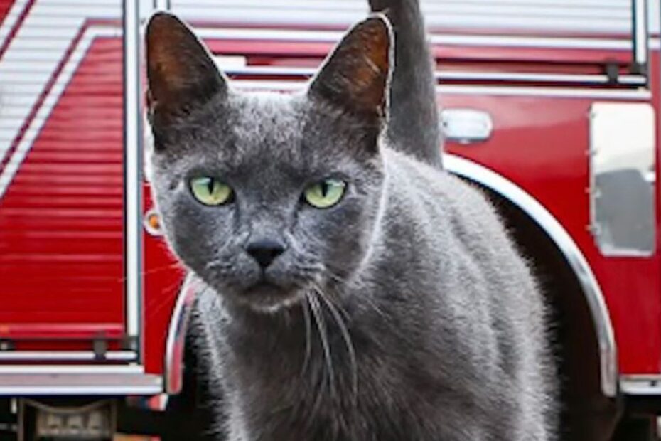 Conheça a Fumaça, gata cinza que salvou bombeiros de incêndio e virou mascote