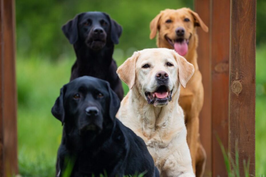 Conheça as principais raças de cachorro que fazem parte do grupo Retriever