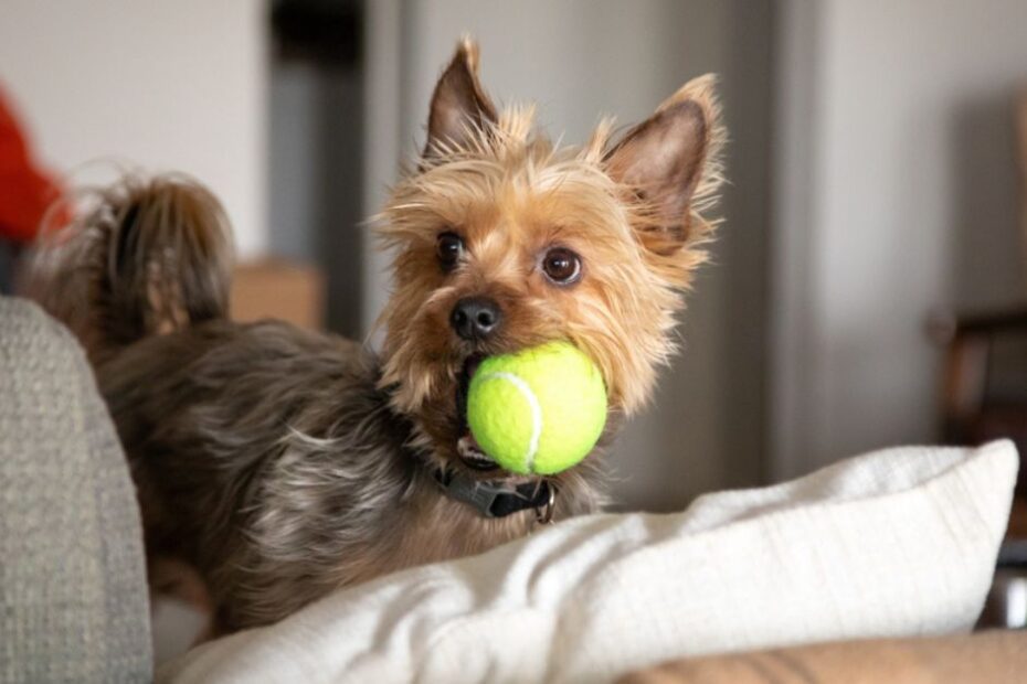 Por que cachorros levam a bolinha e outros brinquedos para os tutores e visitas?