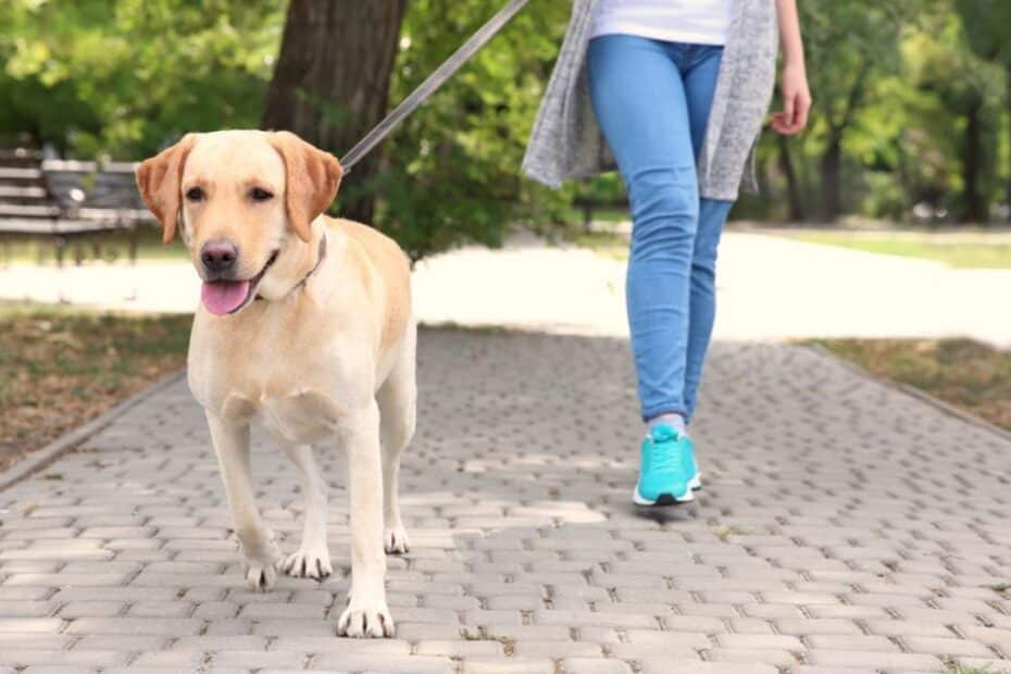 Qual o jeito certo de passear com cachorro? Veja as técnicas e acessórios recomendados!