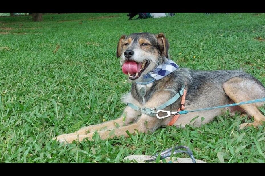 O seu dia vai melhorar 100% se você vir essas 60 fotos de linguinhas de cães e gatos