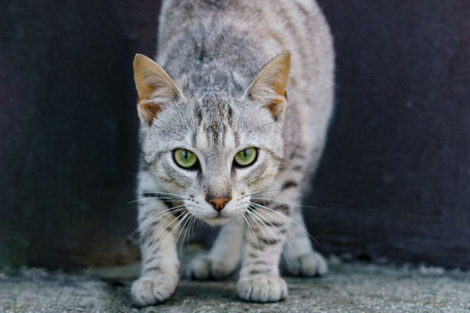 É possível domesticar um gato feral? Comportamentalista especializada em felinos responde!