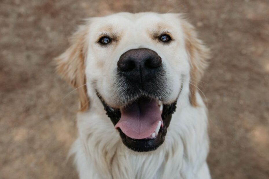 100 ideias de nomes para cachorro da raça Labrador