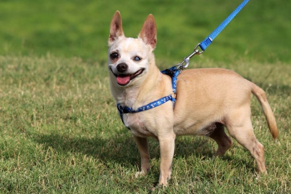 Como passear com cachorro cego? Saiba quais são os cuidados e acessórios