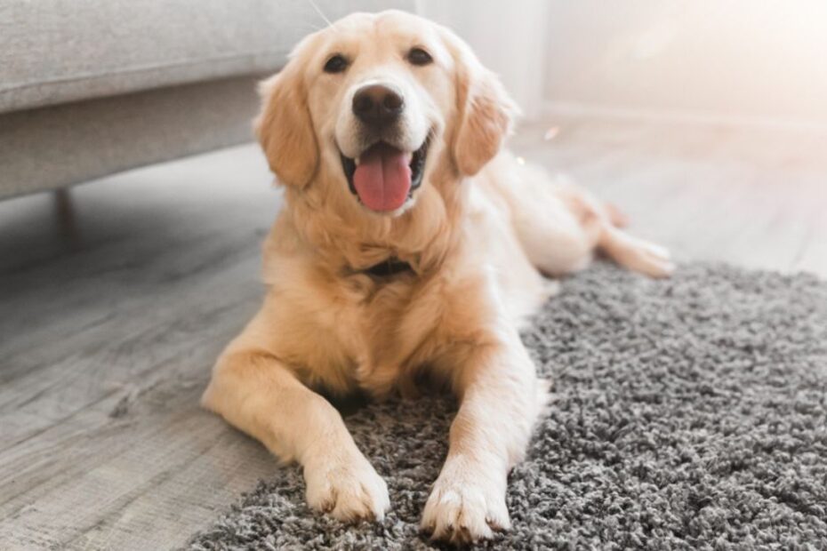 Golden Retriever é um bom cachorro para apartamento?