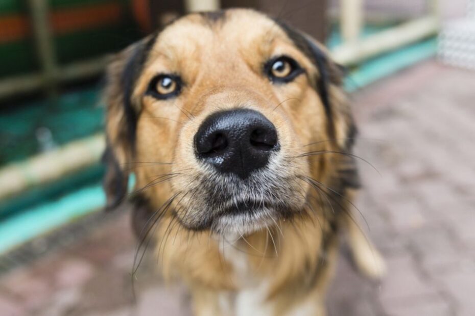 Por que o focinho do cachorro está sempre gelado?