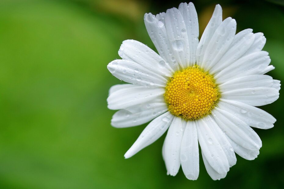 8 flores que simbolizam a amizade: saiba quais espécies expressam esse lindo sentimento