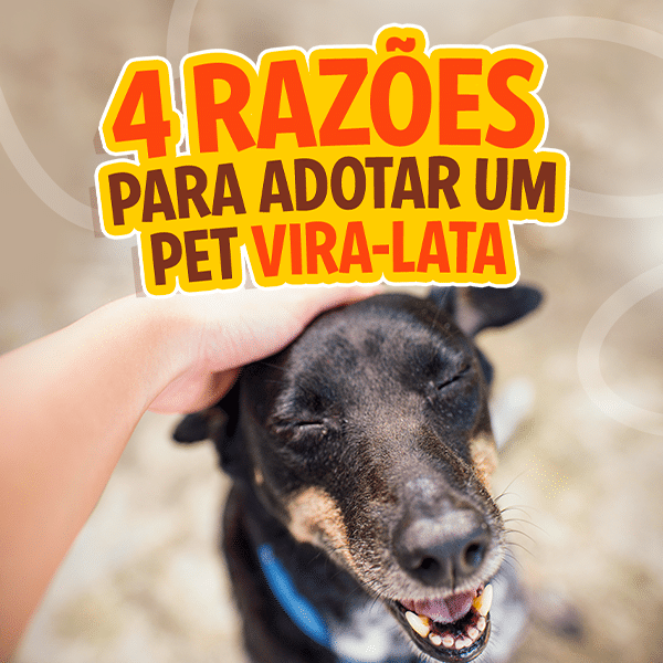 Blog Rei dos Animais - 4 razões para Adotar um pet vira-lata