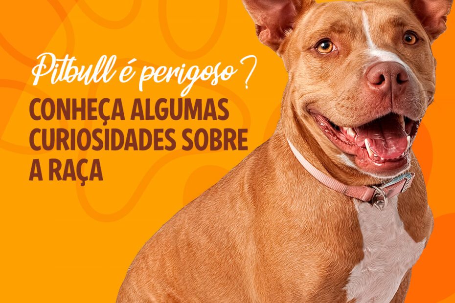 Blog Rei dos Animais - Pitbull é perigoso? Conheça algumas curiosidades sobre esses cães