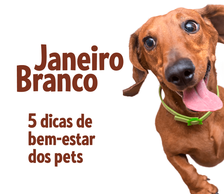 Blog Rei dos Animais - Janeiro Branco: 5 dicas para o bem-estar dos pets