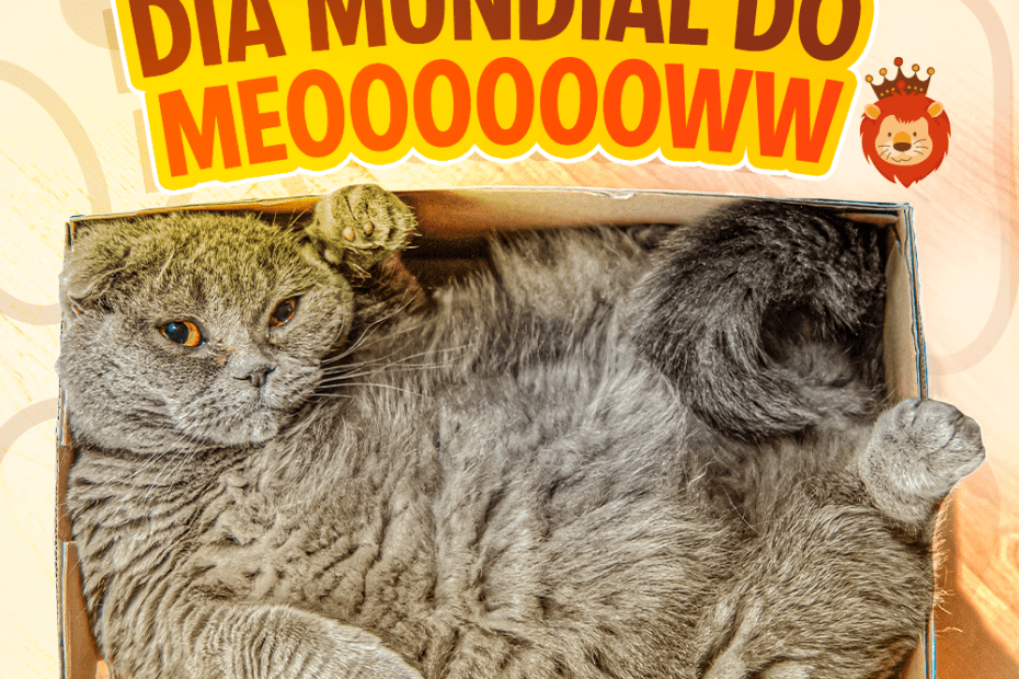 Blog Rei dos Animais - Dia Mundial do Gato: a origem e principais cuidados