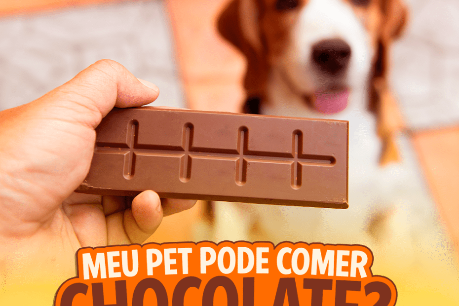 Blog Rei dos Animais - Meu Pet pode comer chocolate?