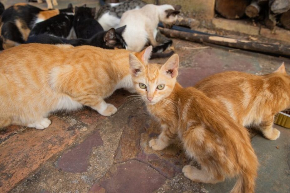 Controle das colônias de gatos é um desafio para protetores e órgãos de saúde pública