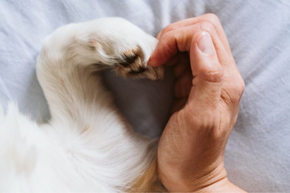 o que fazer quando o cachorro morre e como superar essa grande perda