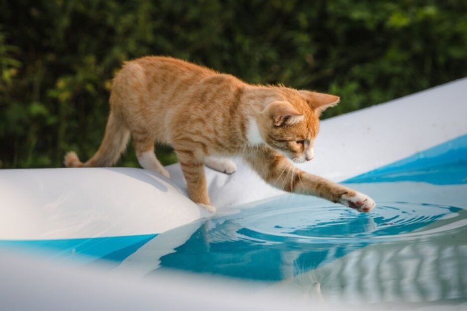 Gatos sabem nadar ou eles apenas não gostam de água?