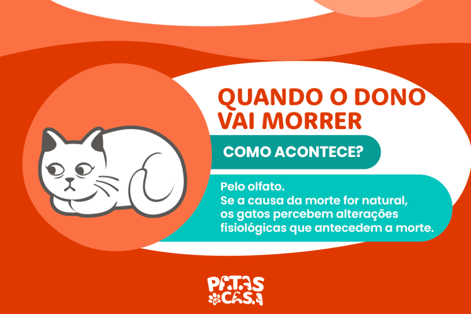 Infográfico lista 5 coisas que os gatos podem prever (de terremotos a doenças)