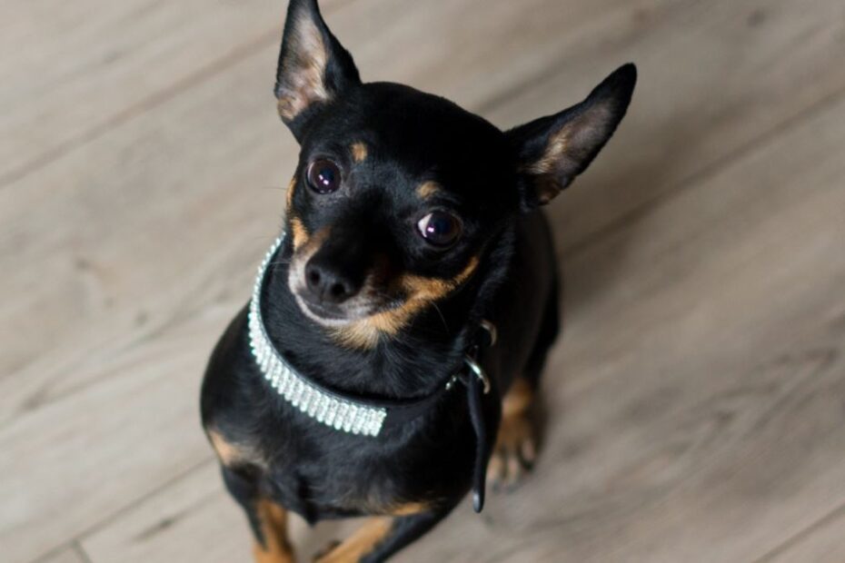 "50% ódio, 50% tremedeira!" Por que os cachorros pequenos tremem na hora da raiva?