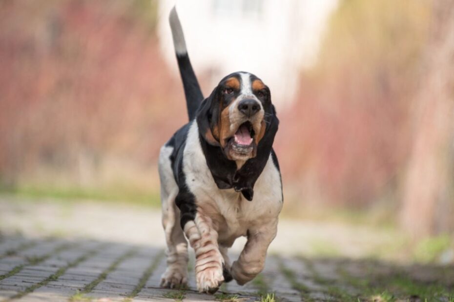 As raças de cachorro com a mordida mais fraca