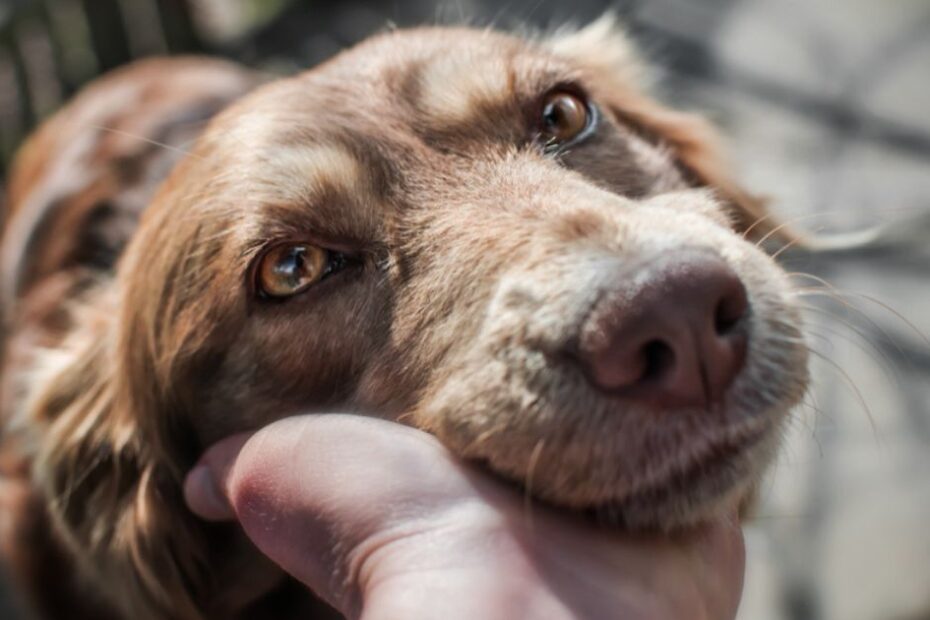 5 sinais de que um cachorro é completamente apaixonado por você!