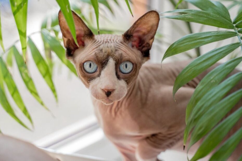 Sphynx é bravo? É gelado? Desvende 7 mitos sobre a raça de gato sem pelo