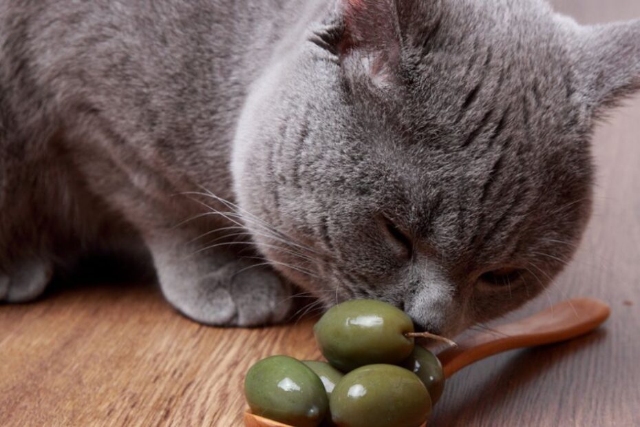 Por que alguns gatos ficam "malucos" ao cheirar azeitonas?