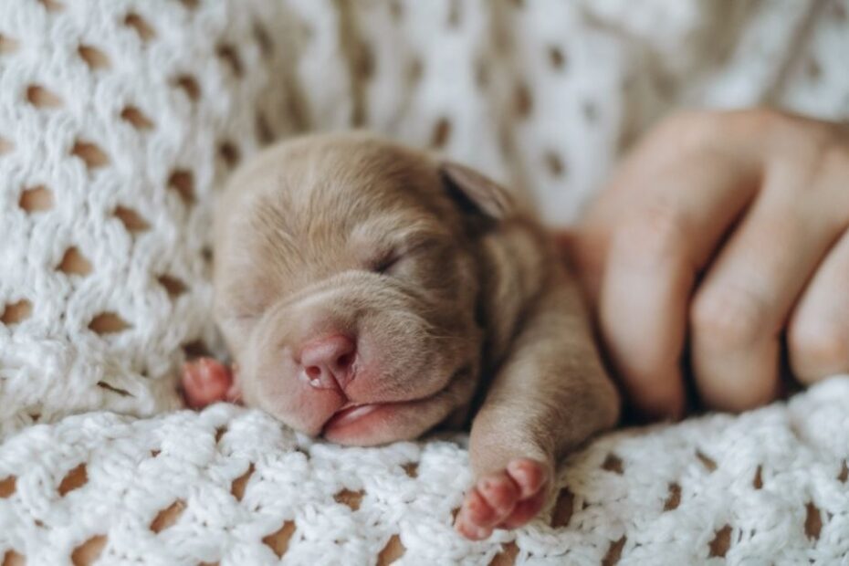 7 dúvidas sobre o cachorro recém-nascido e dicas de cuidados