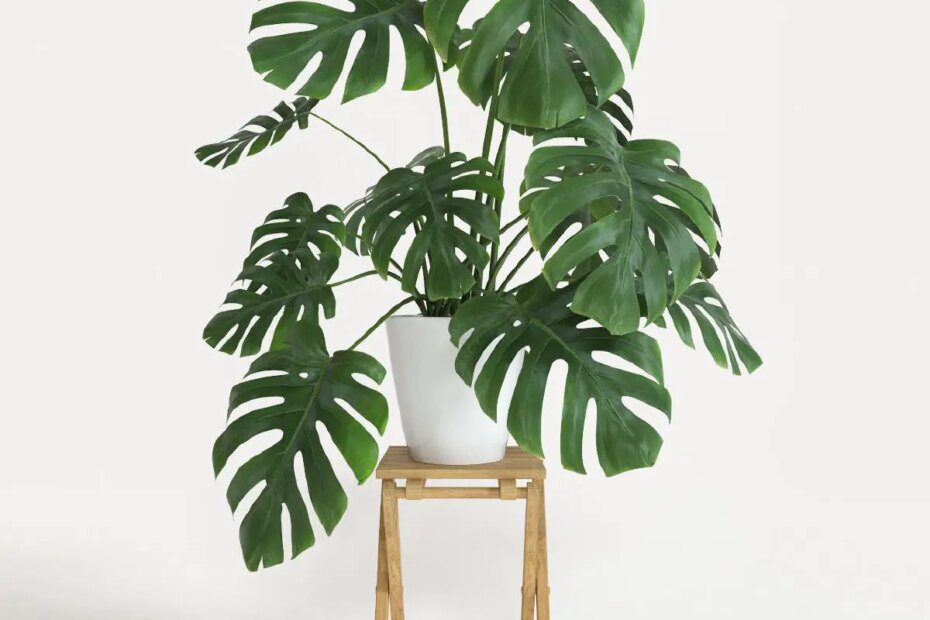 Sala de estar com planta monstera