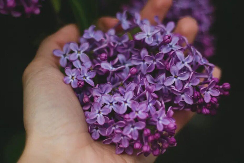 Melhor que mosqueteiro! Essas plantas de vaso afastam os mosquitos da dengue e outros insetos