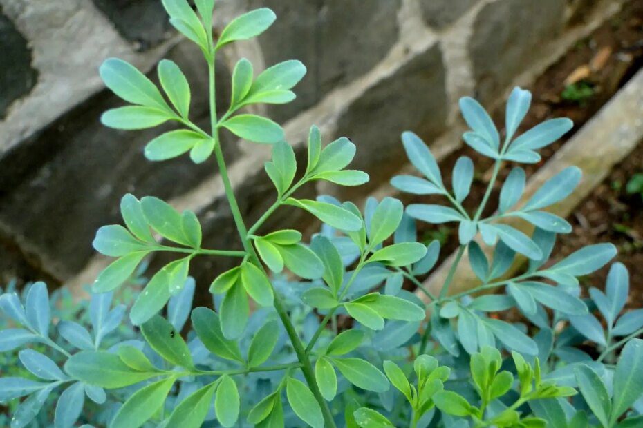 XÔ MAU-OLHADO! Essas plantas em casa mandam EMBORA as energias negativas