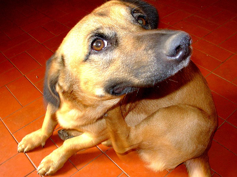 Blog Rei dos Animais - 10 Antipulgas para Gatos e Cachorros