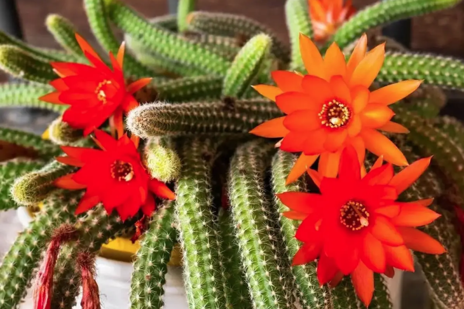 Não são só espinhos! ESTES tipos de cactos dão flores LINDAS para ter no jardim