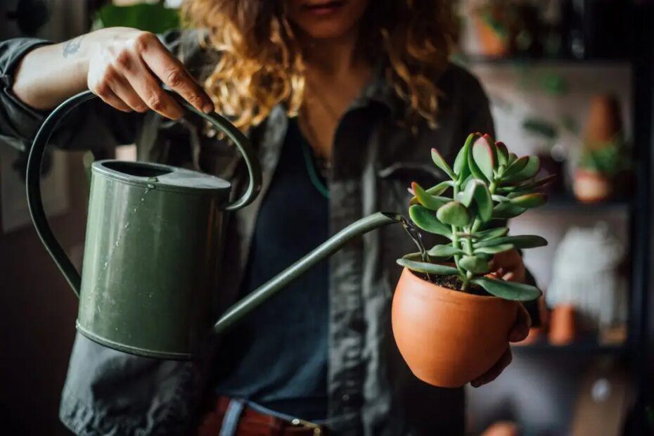 Regra dos 3 segundos para regar suas plantinhas? Que método é esse? Entenda