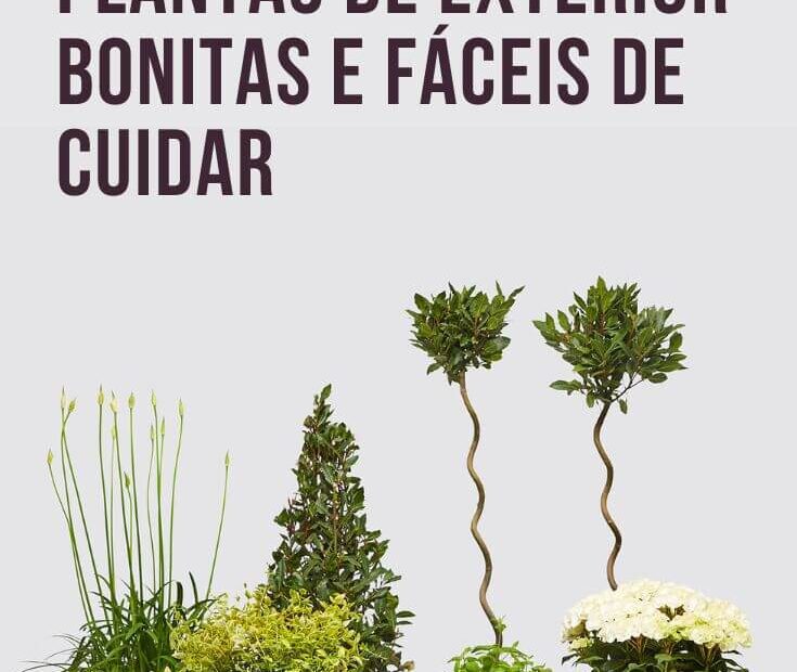 Você está visualizando atualmente 9 Plantas de exterior bonitas e fáceis de cuidar