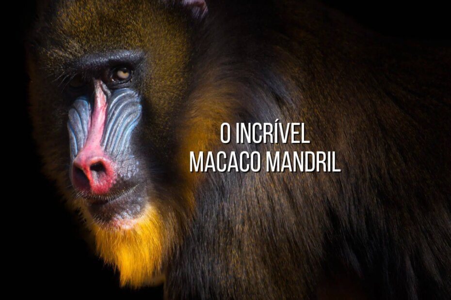 Os incríveis macacos mandris: descubra essa fascinante espécie de primatas