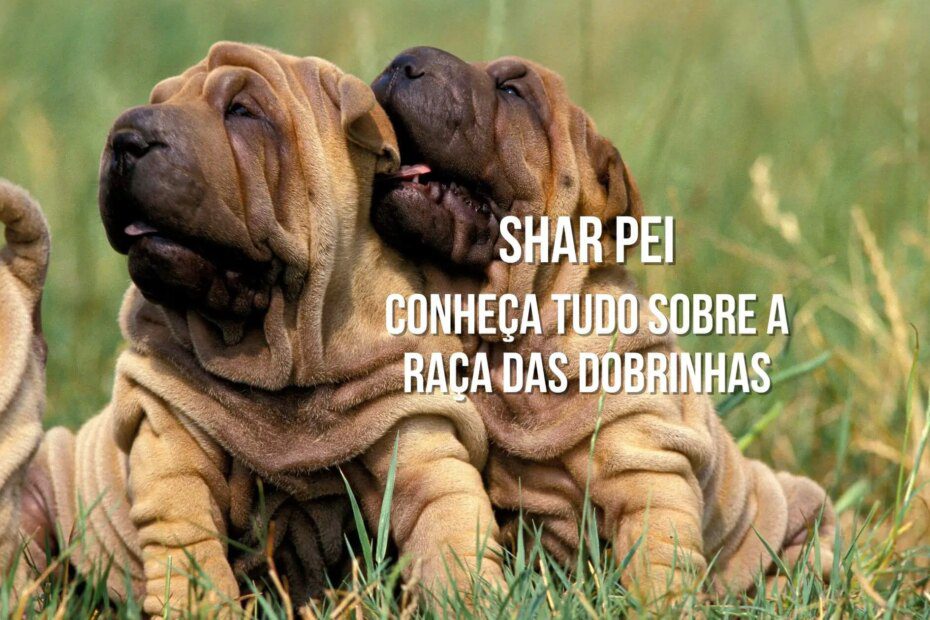 Saiba tudo sobre o cachorro SharPei e suas ruguinhas encantadoras