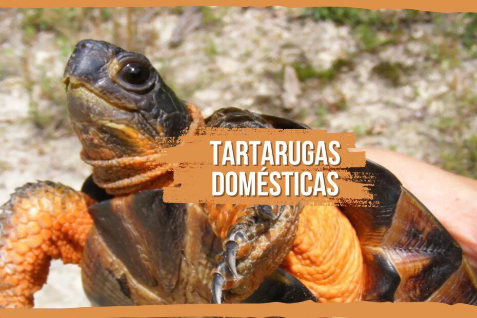 Tartarugas domésticas: tudo o que você precisa saber