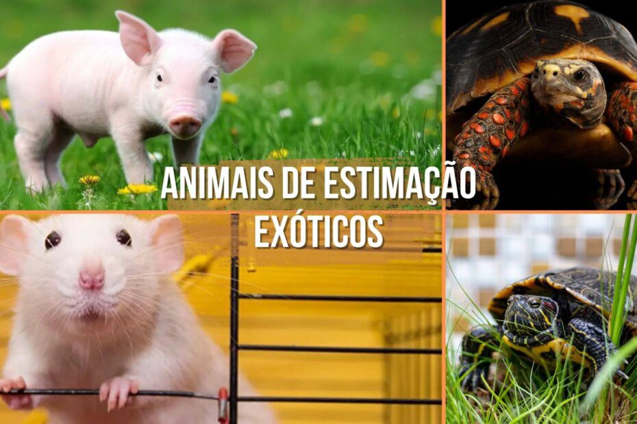 4 animais de estimação exóticos para você se apaixonar