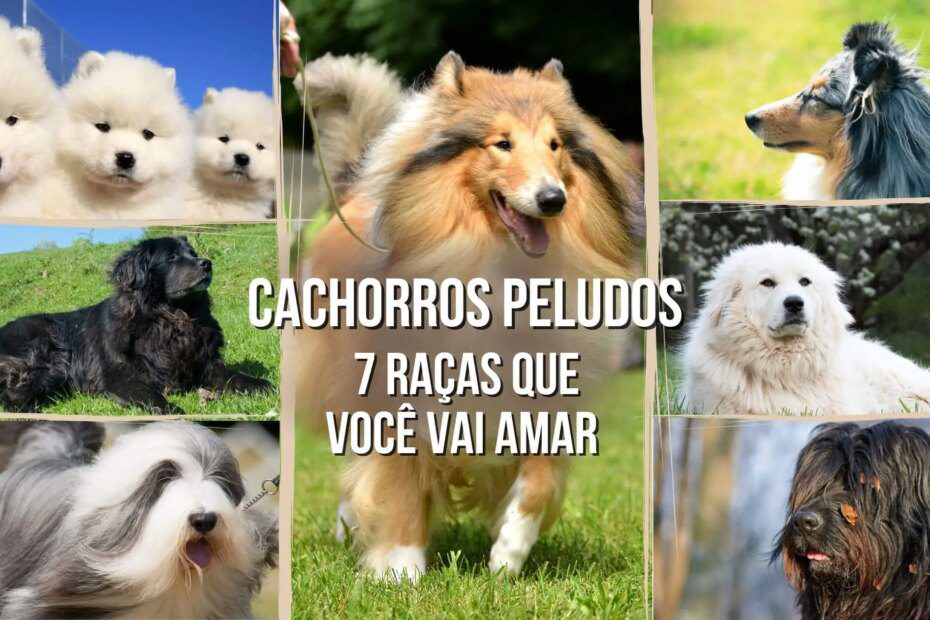 Cachorros peludos: conheça 7 raças que você vai amar