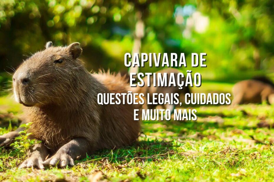 Capivara de estimação: questões legais, cuidados e muito mais