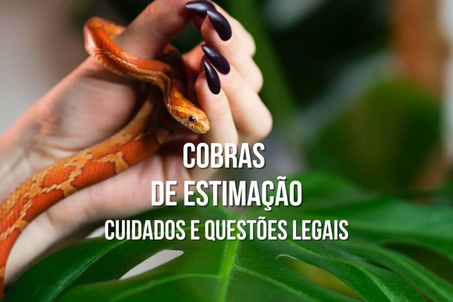 Cobras de estimação: Espécies, cuidados e questões legais