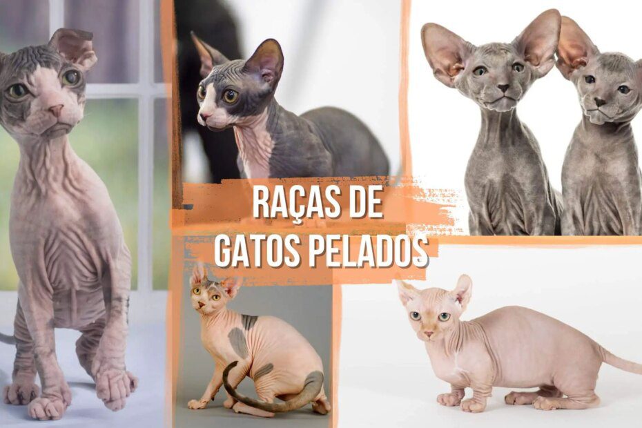 Conheça 7 raças de gatos sem pelos