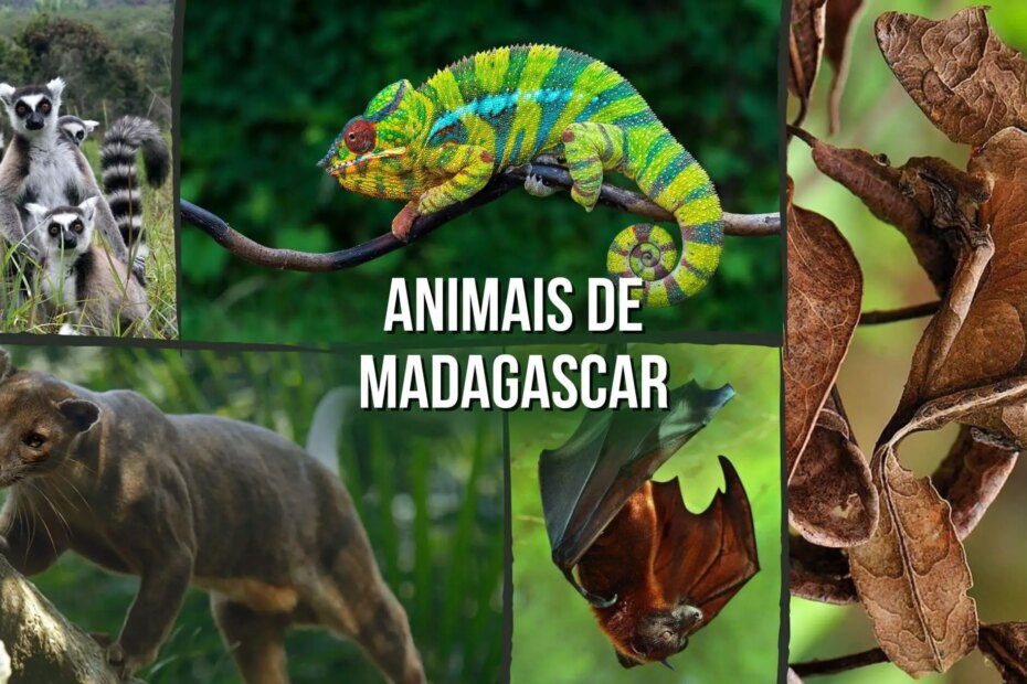 Conheça os exóticos animais de Madagascar