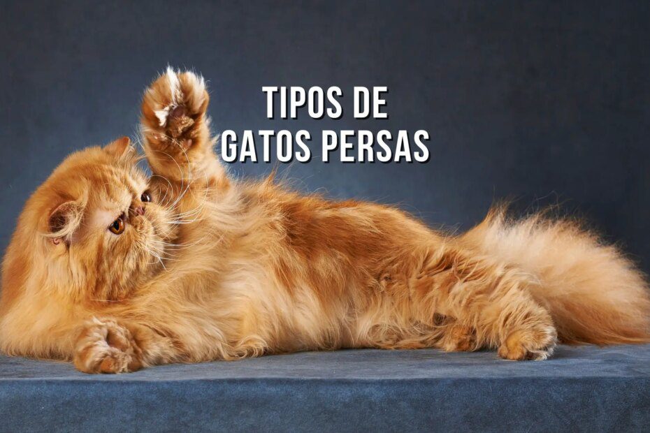 Conheça os tipos de gato Persa