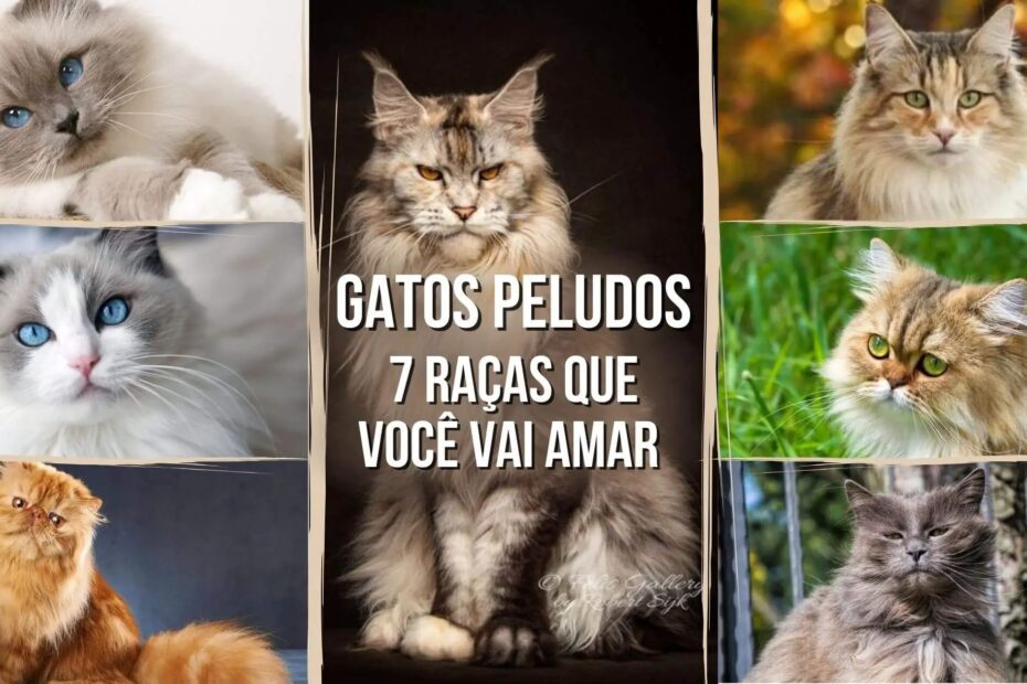 Gatos peludos: conheça 7 raças que você vai amar