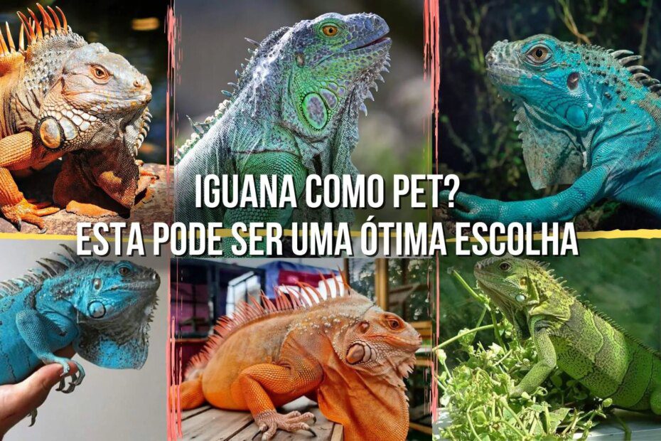 Iguana de estimação? Esta pode ser uma ótima escolha