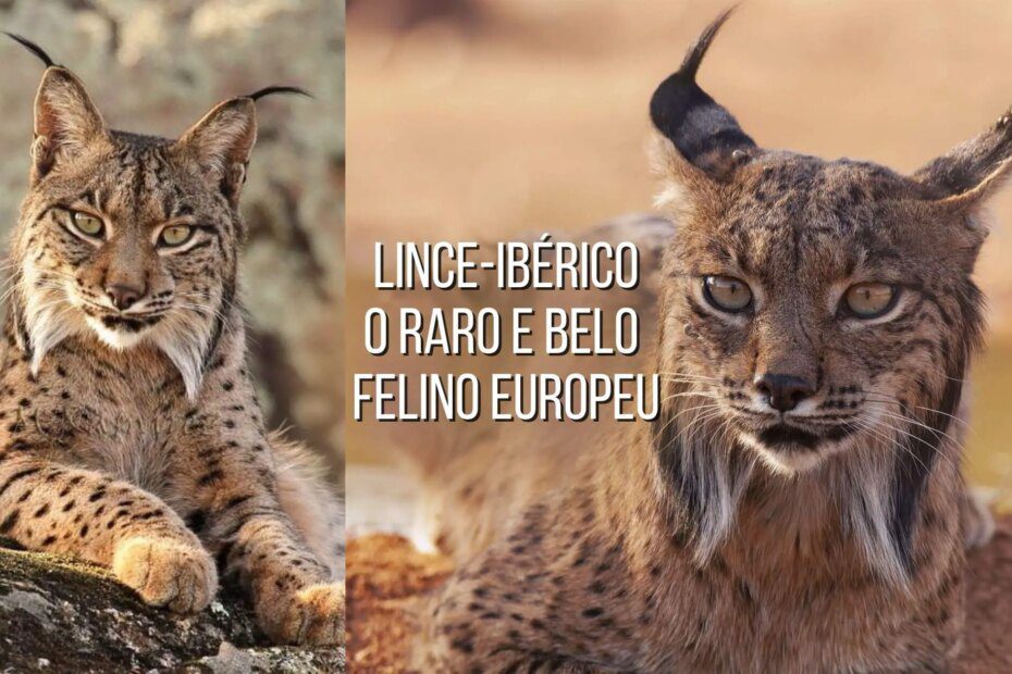 Lince-ibérico – um dos mais raros e belos felinos do mundo