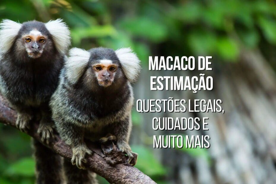 Macaco de estimação: Questões legais, cuidados e muito mais