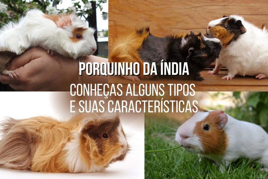 Porquinho da Índia de estimação – Conheças algumas espécies e suas características